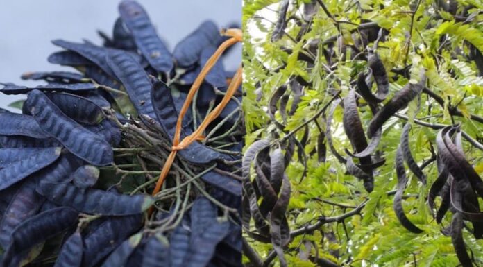 The Ancestor’s Wise Warning: Avoid Planting These 5 Trees in Front of Your Home, No Matter What