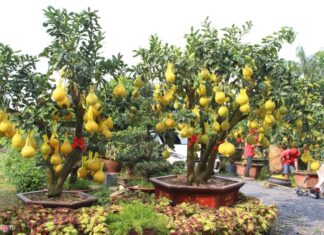 Is It Good Feng Shui to Plant a Grapefruit Tree in Front of Your House?