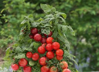 The 3 Best Fruit-Bearing Trees for Your Balcony: Easy to Grow, Delicious and Healthy Harvests.