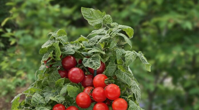 The 3 Best Fruit-Bearing Trees for Your Balcony: Easy to Grow, Delicious and Healthy Harvests.