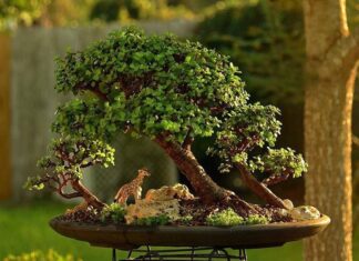 The Lucky Charms of Feng Shui: 5 Money-Attracting Houseplants for a Prosperous Home