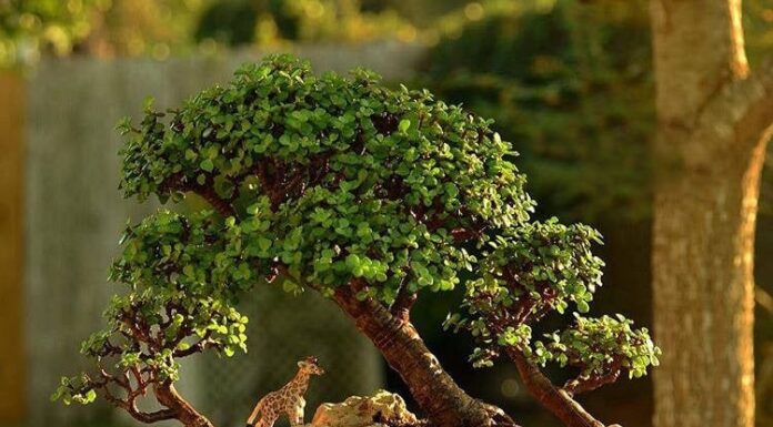 The Lucky Charms of Feng Shui: 5 Money-Attracting Houseplants for a Prosperous Home