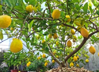 3 Types of “Lucky Plants” That Bear Fruits and Are Aesthetically Pleasing