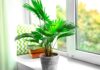 The 4 Types of Houseplants That Are Both Beautiful and Effective at Reducing Allergens and Toxins in the Air