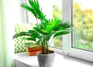 The 4 Types of Houseplants That Are Both Beautiful and Effective at Reducing Allergens and Toxins in the Air