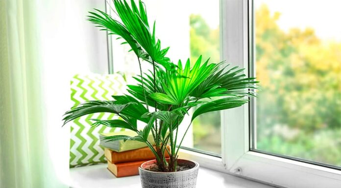 The 4 Types of Houseplants That Are Both Beautiful and Effective at Reducing Allergens and Toxins in the Air