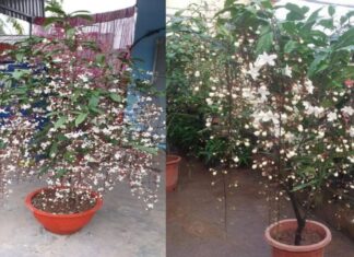 “The Magic of the Night-Blooming Jewel Orchid: Adorn Your Home with a Thousand Blooming Gems This Lunar New Year”