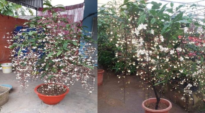 “The Magic of the Night-Blooming Jewel Orchid: Adorn Your Home with a Thousand Blooming Gems This Lunar New Year”