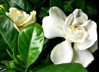 The White-Bloomed Wonder: A Tree That Brings Luck and Prosperity to Your Home.