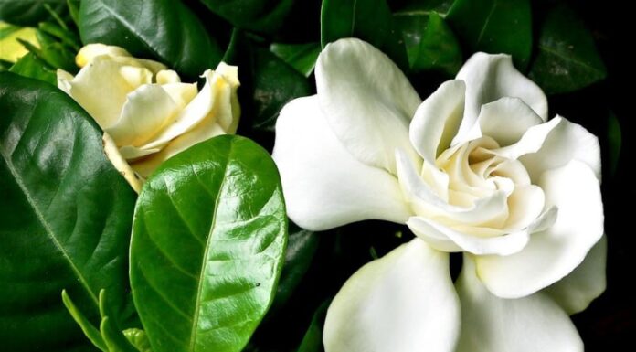 The White-Bloomed Wonder: A Tree That Brings Luck and Prosperity to Your Home.