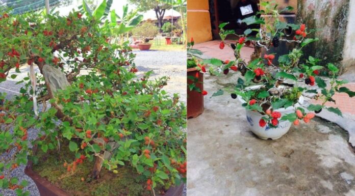 “The Mulberry Tree’s Dual Nature: Unveiling the Ancient Conundrum”