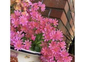 The Ultimate Low-Maintenance Plant: Year-Round Beauty with a Soothing Scent.