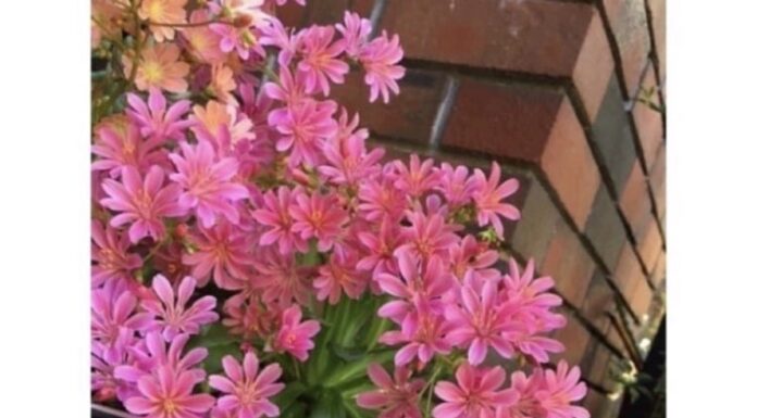 The Ultimate Low-Maintenance Plant: Year-Round Beauty with a Soothing Scent.