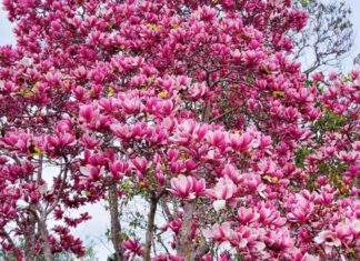 The Green Thumb’s Charm: A Lucky Plant, a Beauty Amidst a Blooming Garden