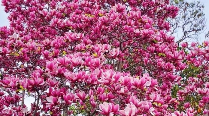 The Green Thumb’s Charm: A Lucky Plant, a Beauty Amidst a Blooming Garden