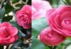 Master the Art of Camellia Care for a Breathtaking Lunar New Year Bloom