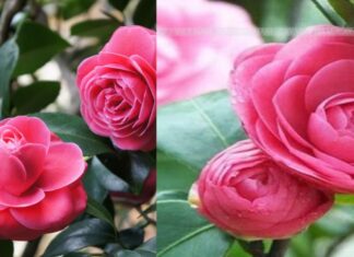 Master the Art of Camellia Care for a Breathtaking Lunar New Year Bloom