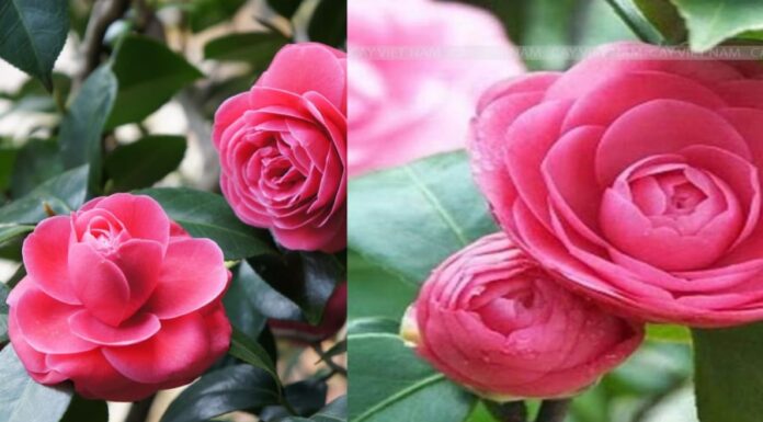 Master the Art of Camellia Care for a Breathtaking Lunar New Year Bloom