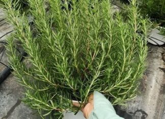 Create a Comfortable and Fragrant Living Space: 3 Houseplants to Try