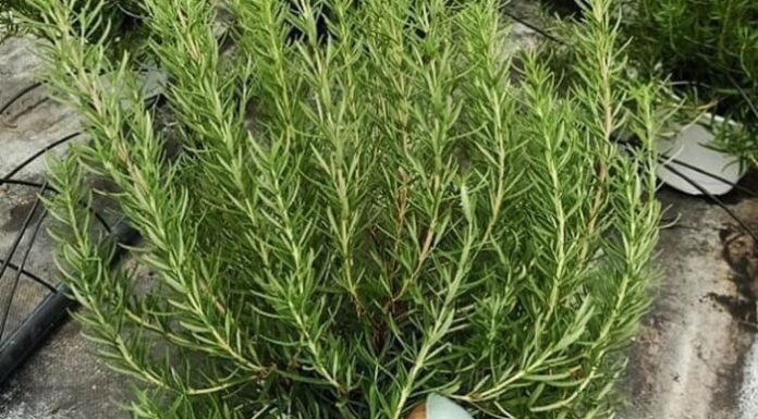 Create a Comfortable and Fragrant Living Space: 3 Houseplants to Try