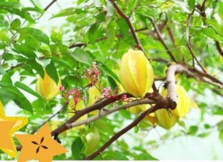 “The Ultimate Guide to Choosing the Perfect Feng Shui Plum Tree for Your Home: Sour or Sweet?”