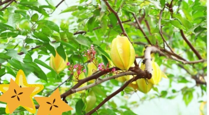 “The Ultimate Guide to Choosing the Perfect Feng Shui Plum Tree for Your Home: Sour or Sweet?”