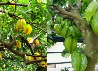 The Secret to Growing a Prosperous Carambola Tree: Avoid the Ultimate Taboo and Embrace the 2 Essential Practices for Wealth and Fortune.
