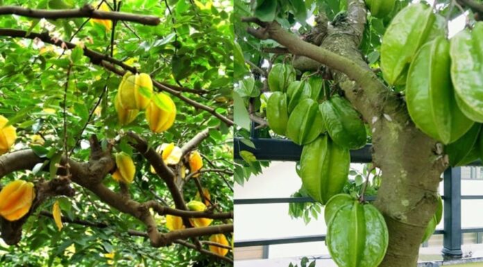 The Secret to Growing a Prosperous Carambola Tree: Avoid the Ultimate Taboo and Embrace the 2 Essential Practices for Wealth and Fortune.