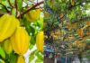 The Secret to a Prosperous Garden: How to Grow a Thriving Carambola Tree