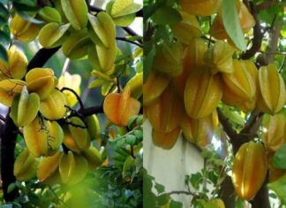 “Attract Wealth and Prosperity: The Lucky Chinese Jujube Tree for Those Born in This Zodiac Sign and Element”