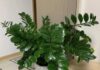 “The Money Tree Makeover: Supercharge Your Plant’s Growth with This Magical Elixir”