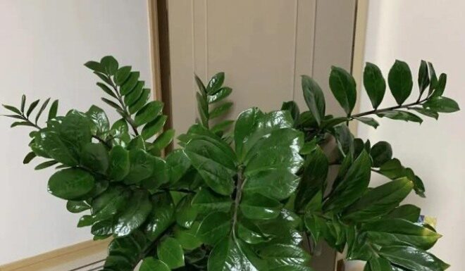 “The Money Tree Makeover: Supercharge Your Plant’s Growth with This Magical Elixir”