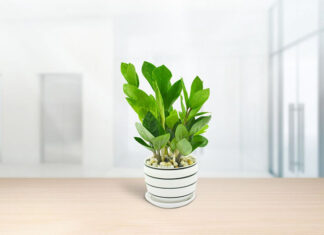 What Plants Suit a Water Person and Bring Wealth?