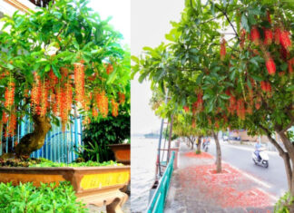 The Ultimate Guide to Greening Your Home: 4 Air-Purifying Plants for a Healthier and Wealthier You