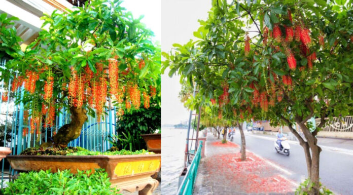 The Ultimate Guide to Greening Your Home: 4 Air-Purifying Plants for a Healthier and Wealthier You