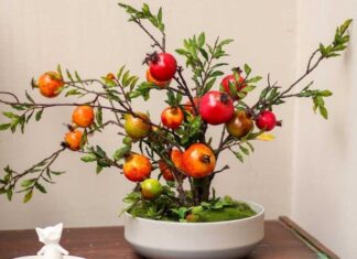 The 4 Types of Fruit Trees That Make for Beautiful Bonsai and Bring Good Fortune and Luck Into Your Home