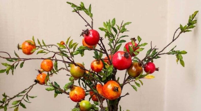 The 4 Types of Fruit Trees That Make for Beautiful Bonsai and Bring Good Fortune and Luck Into Your Home