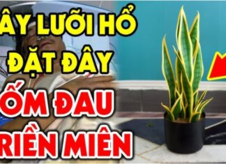 Exorcist Plants: Who Should Avoid the Snake Plant and Why?