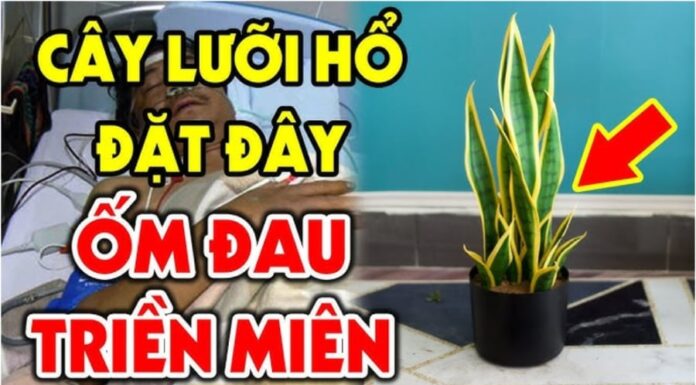 Exorcist Plants: Who Should Avoid the Snake Plant and Why?