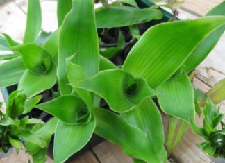 “Money Tree”: Unlocking Wealth, Health, and Protection with This Easy-to-Care-for Plant