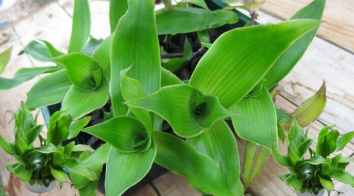 “Money Tree”: Unlocking Wealth, Health, and Protection with This Easy-to-Care-for Plant