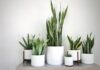 The Money-Attracting, Air-Purifying Power of the Snake Plant, But Beware if You’re One of These Three!