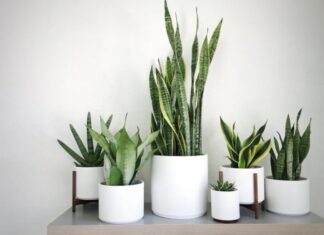 The Money-Attracting, Air-Purifying Power of the Snake Plant, But Beware if You’re One of These Three!