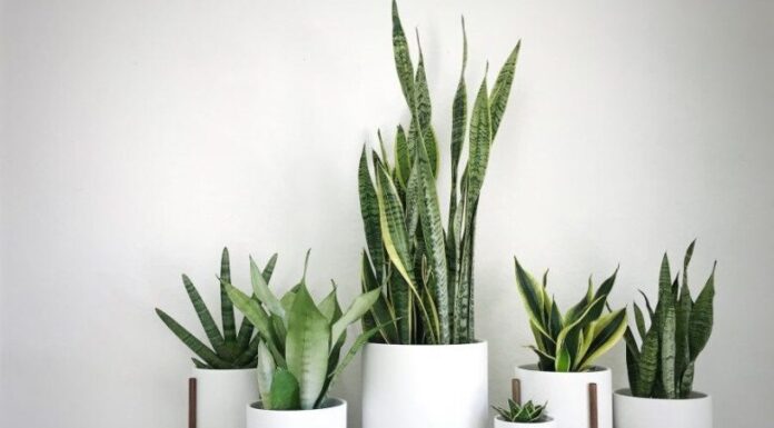 The Money-Attracting, Air-Purifying Power of the Snake Plant, But Beware if You’re One of These Three!