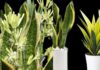 Is the Snake Plant and the Tiger Jaws Plant the Same Thing? Understanding the Differences and Their Benefits in Feng Shui.
