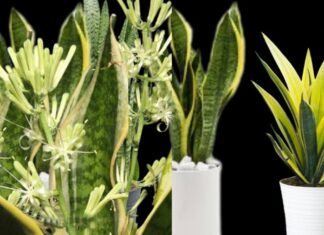 Is the Snake Plant and the Tiger Jaws Plant the Same Thing? Understanding the Differences and Their Benefits in Feng Shui.