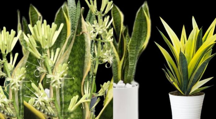 Is the Snake Plant and the Tiger Jaws Plant the Same Thing? Understanding the Differences and Their Benefits in Feng Shui.