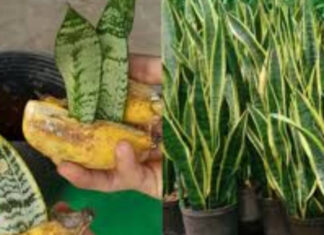 The Ultimate Guide to Feng Shui Trees: Bring Wealth and Prosperity to Your Home by Planting These 5 Trees in Your Kitchen