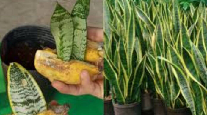 The Ultimate Guide to Feng Shui Trees: Bring Wealth and Prosperity to Your Home by Planting These 5 Trees in Your Kitchen