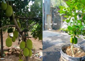 “The Pitfalls of Planting a Jackfruit Tree in Front of Your House: Unraveling the Ancient Paradox”